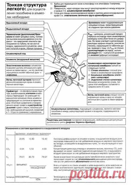структура легкого