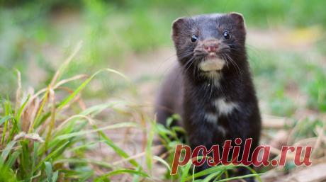 Норки - новые разносчики коронавируса?