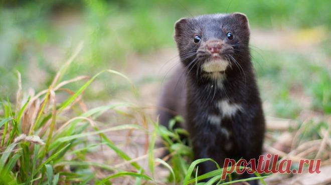 Норки - новые разносчики коронавируса?