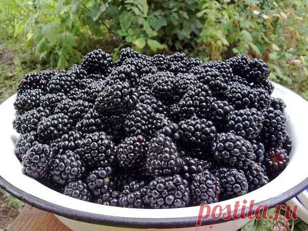 ЕЖЕМАЛИНА.ГИБРИД МАЛИНЫ С ЕЖЕВИКОЙ - Садоводка