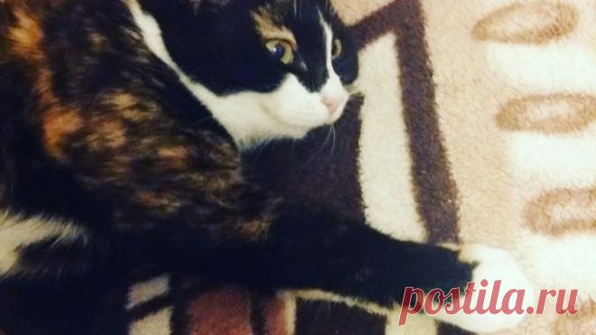 НАШЛА ЕЕ НА УЛИЦЕ — МАЛЕНЬКУЮ, ГРЯЗНУЮ, ПЛАЧУЩУЮ ГРОМКО-ГРОМКО… — Лап-Ушки.com — любимые животные