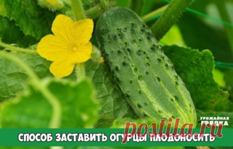 Заставила огурцы плодоносить по второму разу при помощи… рыбьих голов
Хочу поделиться своим опытом оживления старых огуречных лиан при помощи… рыбьих голов. Может, это звучит и поварварски, но подкормка из рыбьих голов дает отличный результат. Сейчас расскажу, как я это делаю.
Заставила огурцы плодоносить по второму разу при помощи… рыбьих голов
Если на огуречной лиане перестали появляться цветки и завязи, то это значит, что растение постарело, исчерпав все свои силы на созревание урожая. Но я