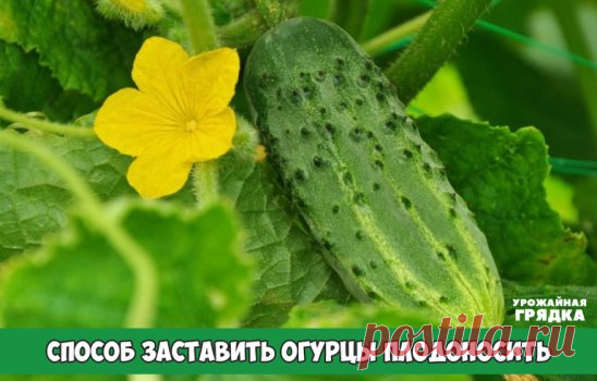 Заставила огурцы плодоносить по второму разу при помощи… рыбьих голов
Хочу поделиться своим опытом оживления старых огуречных лиан при помощи… рыбьих голов. Может, это звучит и поварварски, но подкормка из рыбьих голов дает отличный результат. Сейчас расскажу, как я это делаю.
Заставила огурцы плодоносить по второму разу при помощи… рыбьих голов
Если на огуречной лиане перестали появляться цветки и завязи, то это значит, что растение постарело, исчерпав все свои силы на созревание урожая. Но я