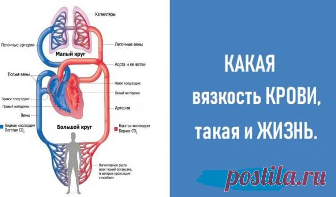 КАКАЯ вязкость КРОВИ, такая и ЖИЗНЬ. 
Если недостаток магния — сосуды становятся дырявыми как решето. 
Если недостаток калия в организме — сердечная мышца начинает сбоить.
Сердечно — сосудистая система человека – изначально это очень над…