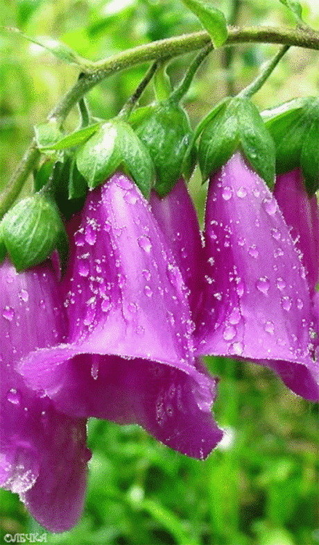 Animasyon Gift Dünyası – Сообщество – Google+