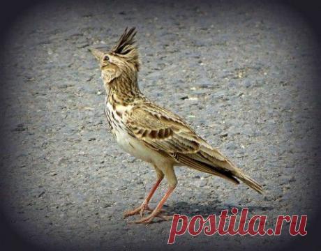Жаворонок хохлатый | Природа планеты в объективе