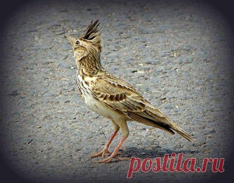 Жаворонок хохлатый | Природа планеты в объективе