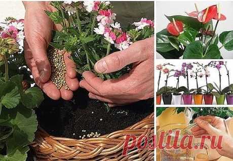 Подкормка для комнатных растений