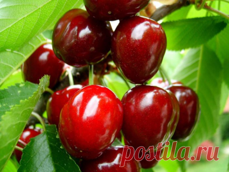 Сохраняем вишню на зиму. Два очень простых способа)) - Простые рецепты Овкусе.ру