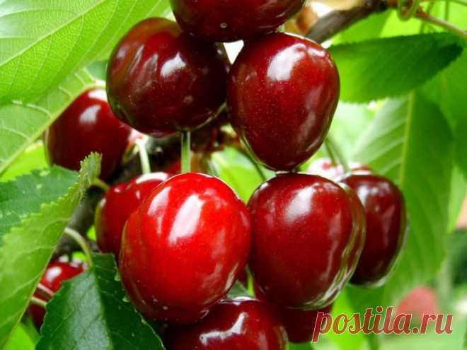 Сохраняем вишню на зиму. Два очень простых способа)) - Простые рецепты Овкусе.ру