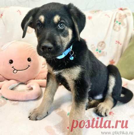 Милый щенок Мерт в добрые руки. — животные в дар | Птичка.ру