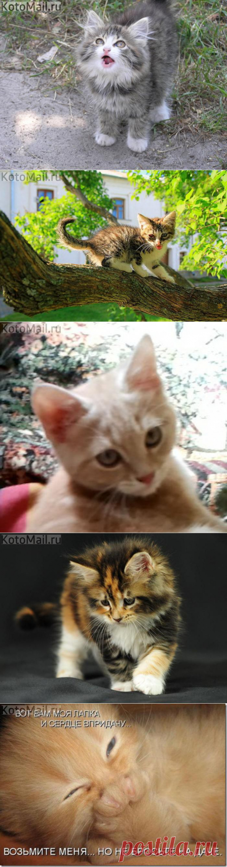 Подарок маме! | KotoMail.ru