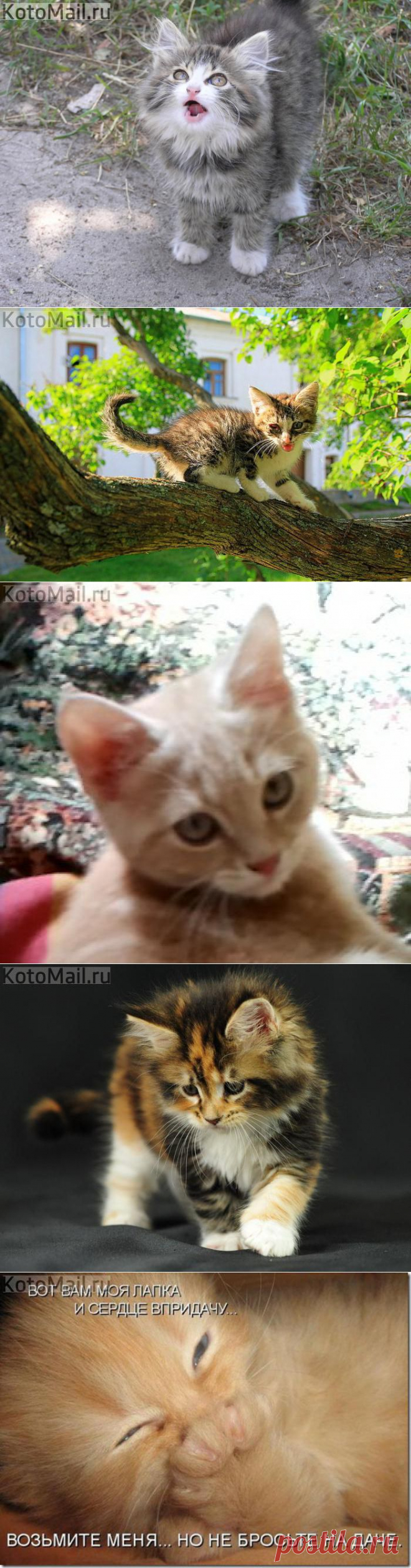 Подарок маме! | KotoMail.ru