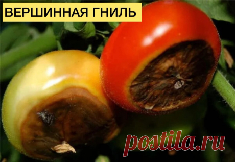 Шпаргалка по болезням томата | Тепличный бизнес в деревне! | Дзен