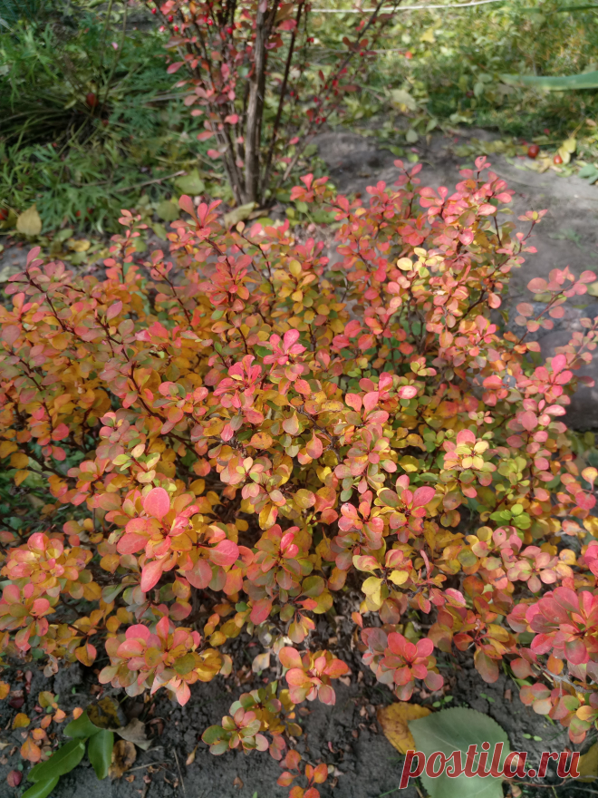 Барбарис Тунберга "Голдалита" (Berberis thunbergii "Goldalita") осенью