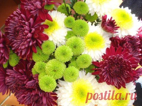 Как вырастить шикарные хризантемы?
Запомните!
1. Хризантемы относительно засухоустойчивы .
2. Хризантемы светолюбивы (в тени кусты будут менее пышными).
3. Хризантемы холодостойки, нуждаются в укрытии на зиму.
4. Хризантемы нуждаются в правильном прищипывании.
Посадка
Хризантемы садят и пересаживают как весной так и осенью. Весной — когда пройдет угроза ночных заморозков. Осенью не позже чем за 2—3 недели до наступления устойчивых морозов. В каждую посадочную ямку вносят пол ведра перегноя или