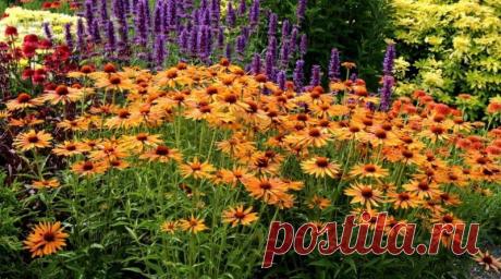 Чем подкормить цветущие растения в июле | Журнал "JK" Джей Кей