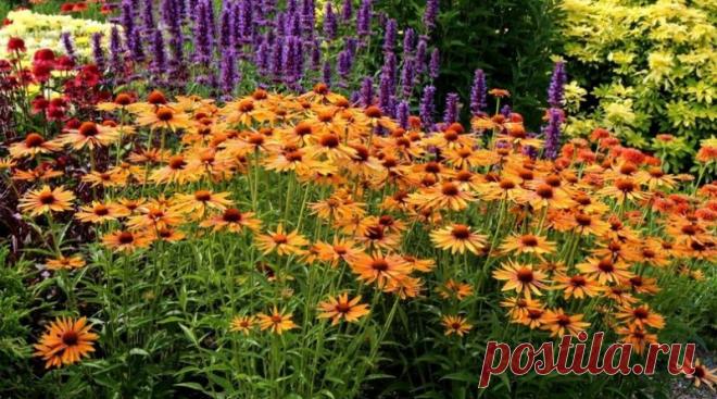 Чем подкормить цветущие растения в июле | Журнал 