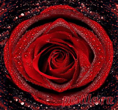 Розы на фото, лучшие картинки красивых цветов роз