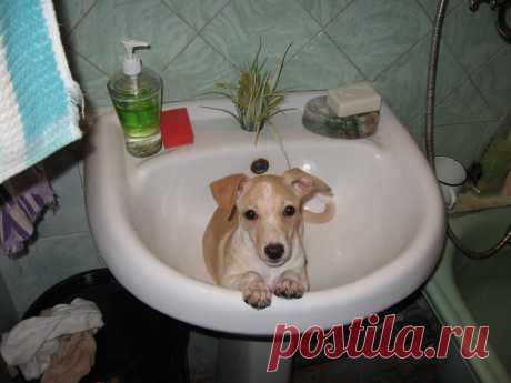 Помойте меня!