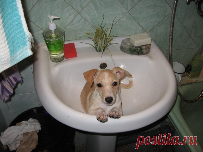 Помойте меня!