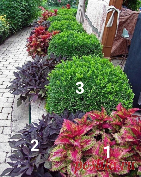 Прекрасное сочетание

1. Колеусы
2. Ипомея Батат
3. Самшит