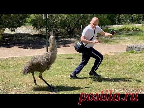 Осторожно! Дикий эму, прикол
