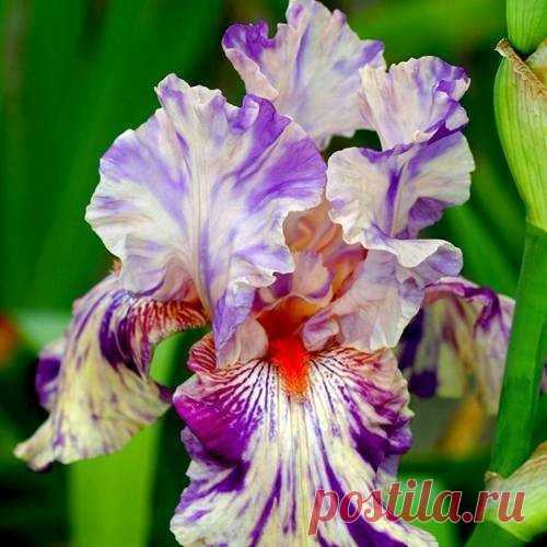 Buy your Iris germanica Peach Jam cheap online at Bulbsdirect - Free delivery