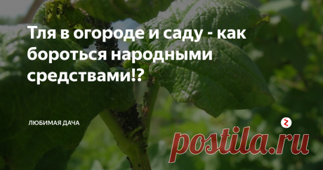 Тля в огороде и саду - как бороться народными средствами!? Тля наносит вред садовым культурам и особенно опасна для плодовых деревьев. Хитиновый покров насекомого очень тонкий. Для полноценного питания тле необходимо много влаги, которую она получает из листьев и стеблей растений. Большой урон деревьям и кустарникам наносит крылатая разновидность насекомого. Этот вид тли в поисках нового места обитания способен перелетать на многие километры. Появлению тл