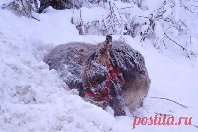 Выброшенный служителями храма больной осёл умер на 25-градусном морозе - NEWS.ru — 26.12.21