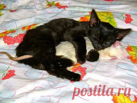 Кот (Котофул комьюнити): Кошки-мышки - nadegdacherepaschuk@gmail.com - Gmail