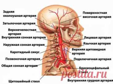 Мозг задыхается от нехватки крови? Причина в спазме мышц шеи и головы. Методы декомпрессии | Причины Здоровья | Дзен