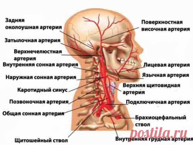 Мозг задыхается от нехватки крови? Причина в спазме мышц шеи и головы. Методы декомпрессии | Причины Здоровья | Дзен