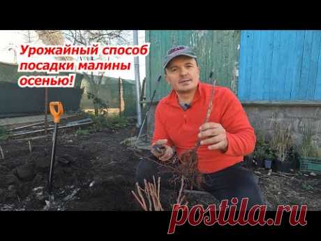 Осенняя посадка малины в саду: секреты максимального урожая.