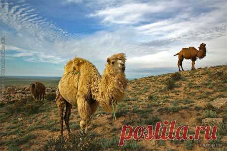 Другой Казахстан. Мангистау / Путешествия / Моя Планета