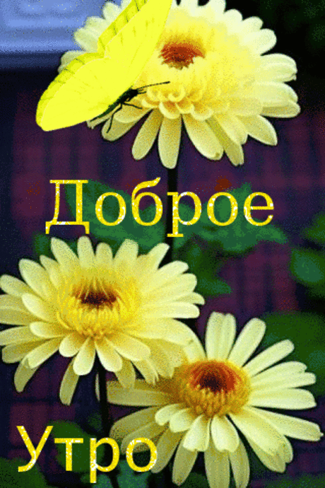 Доброе утро