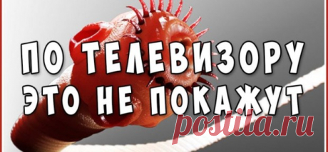 АСҚАБАҚ ТҰҚЫМдары (тәжірибешілерге арналған әртүрлі рецепттер…)