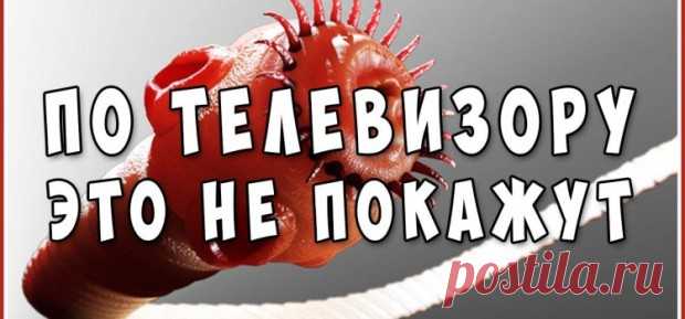 Ересектерге дайындаңыз — 300 г аршылған тұқымдар.