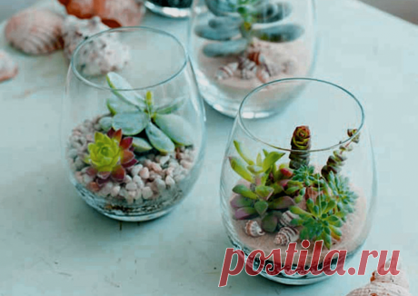 Флорариумы: виды, описание, идеи оформления ~ Planetalsad