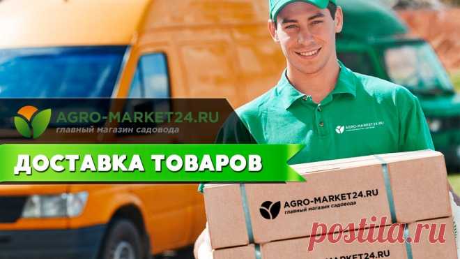 Черешня желто-красная 