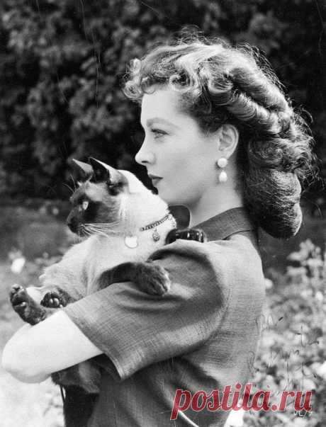 Вивьен Ли с сиамским котом Нью-Бой, 1940