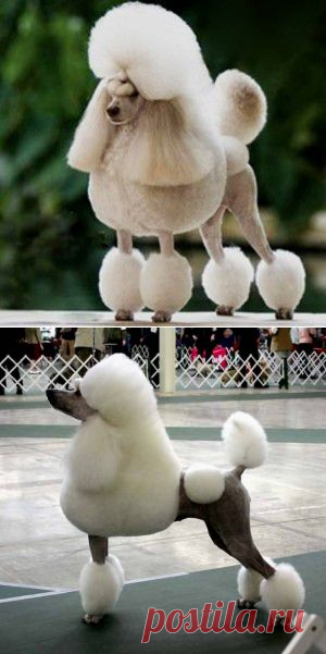 Большой королевский пудель.