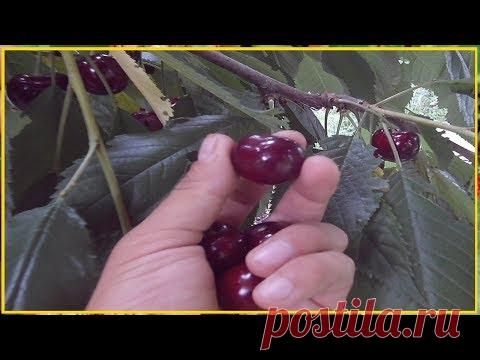 ХОЧЕШЬ БЫТЬ С ЧЕРЕШНЕЙ ДЕЛАЙ ТАК! / СУПЕР УРОЖАЙ ЧЕРЕШНИ / СЕКРЕТЫ ПОДКОРМКИ ЧЕРЕШНИ