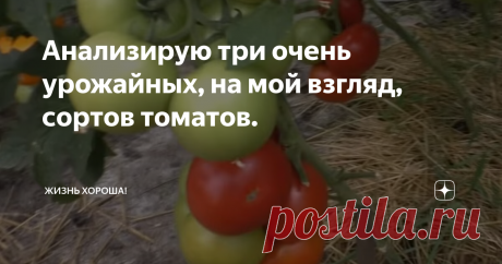 Анализирую три очень урожайных, на мой взгляд, сортов томатов. На этих плодах практически нет трещин, лопаний, т.к. было сбалансированное питание и созданы нормальные условия выращивания. Очень устойчивы к различным заболеваниям.
"Чинто"
В кисти 6-7 плодов. Кисть мощная. Самый крупный томат потянул на 330 грамм.   Зеленое пятно на плодах отсутствует.
Устойчивость: