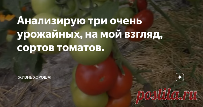 Анализирую три очень урожайных, на мой взгляд, сортов томатов. На этих плодах практически нет трещин, лопаний, т.к. было сбалансированное питание и созданы нормальные условия выращивания. Очень устойчивы к различным заболеваниям.

