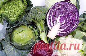 Капустная диета | Домохозяйки