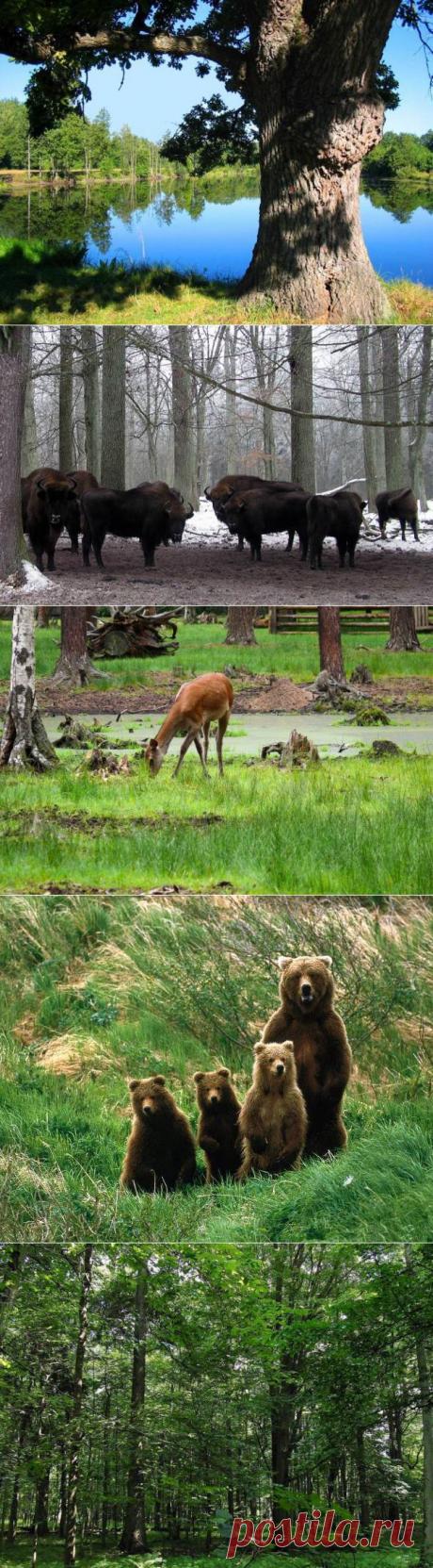 Удивительная Беловежская пуща | "Secret worlds"