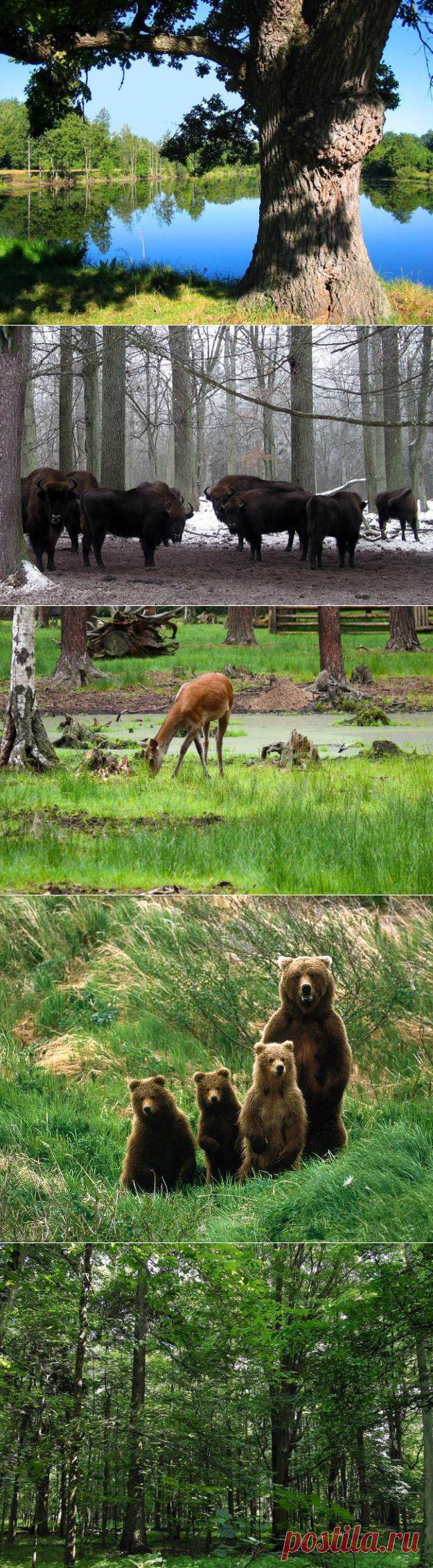 Удивительная Беловежская пуща | "Secret worlds"