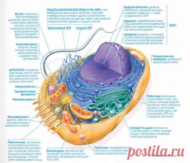 животная клетка