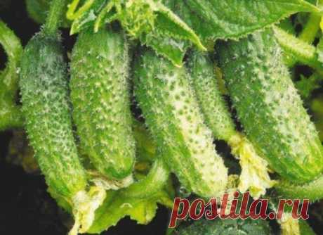 БОР ПОМОЖЕТ В УВЕЛИЧЕНИИ ЗАВЯЗЕЙ

Совсем скоро начнется самая горячая пора у садоводов. Поэтому речь пойдет о саде и даче. 

Хотим поделиться с вами одним маленьким секретиком повышения урожайности.

Когда растения начнут набирать цвет, надо успеть пока цветет прямо по цветам обрызгать всё: цветы, яблони, вишню, помидоры, огурцы и другие растения, слабым раствором бора (его можно купить в аптеке) 2-3 грамма на 10 литров воды. Этого хватит, чтобы буквально улить весь сад. 
...